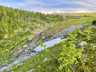 Fototapeta premium Ural Mountains near Dyatlov pass in summer in cloudy weather. Russia