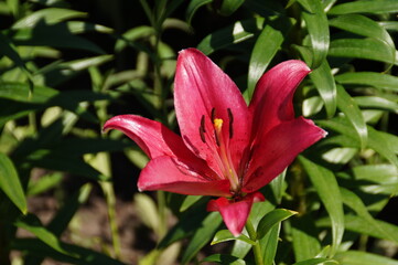 red lily