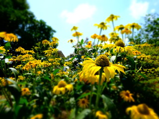 ひまわりと青空