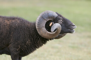 Close up of black male ouessant sheep