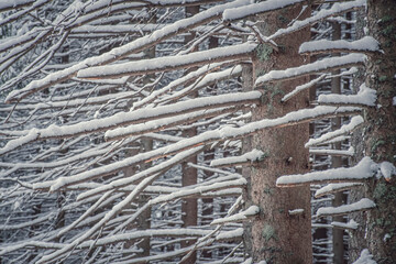 Closeup of dead twigs on coniferous trees. Snow on trees, winter in a forest. Evergreen forest in...