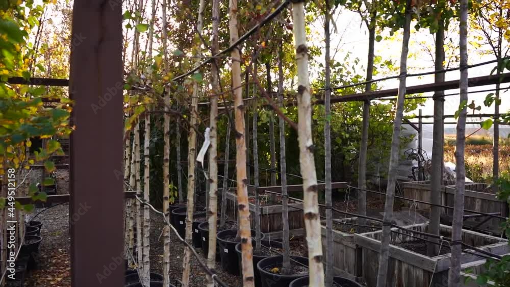 Aufkleber garden center with nursery. a ray of sun shines through the rows of autumn trees. slow motion