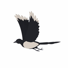 Magpie. Magpie bird, vector illustration