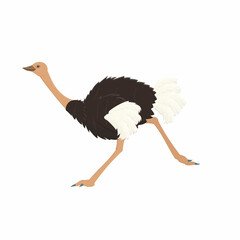 Ostrich. Ostrich bird, vector illustration