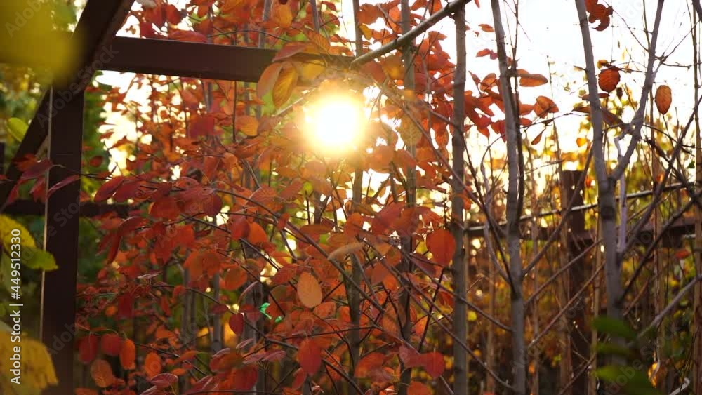 Aufkleber Garden center with nursery. A ray of sun shines through the rows of autumn trees. Slow motion