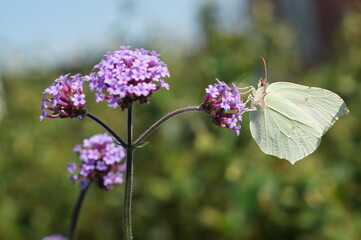 butterfly on flower