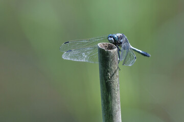 蜻蛉の居る風景