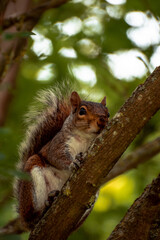 squirrel on tree