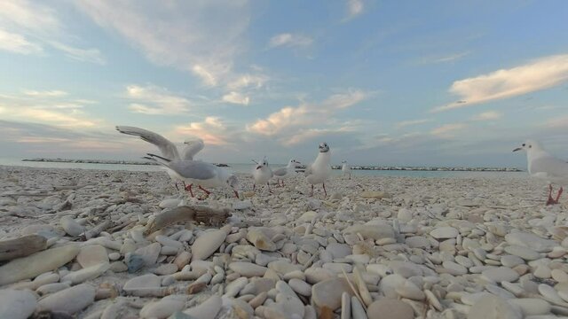 video gabbiani in riva al mare, risoluzione 4k