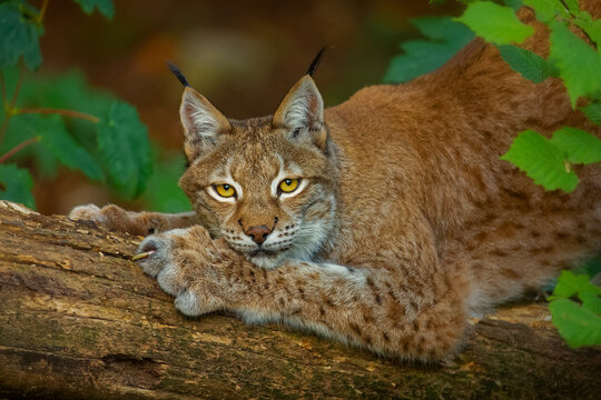 eurasischer Luchs