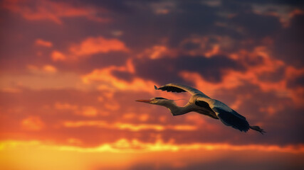 Fototapeta na wymiar Graureiher fliegt in den Sonnenuntergang