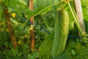 cucumber in the garden