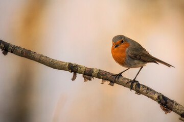 Rotkehlchen in Abendsonne