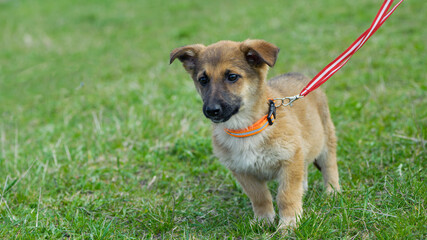 puppy. cute dog on the background of green grass, walks on a leash, outdoors. Portrait of a red puppy close-up. Charming dog posing. the concepts of friendship, veterinary medicine. domestic animal
