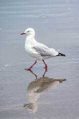 Naklejka premium seagul refection