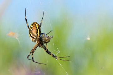 Argiope bruennichi eating his victim. large wasp spider sits on a web on a green background. Argiope Bruennichi, or lat spider wasp. a species of araneomorph spider. black-yellow spider. close-up