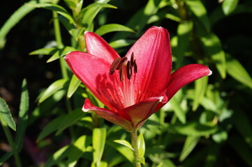 pink lily in the garden