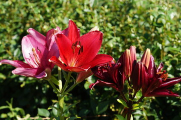 red lily in the garden