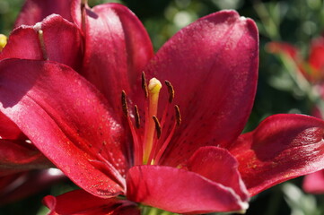 Fototapeta premium red tulip closeup