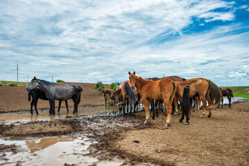 Fototapeta na wymiar herd of horses 