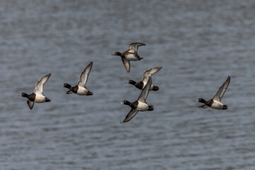 flock of Tufted Ducks