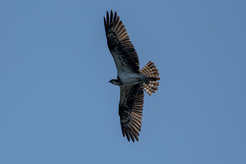 Osprey in flight