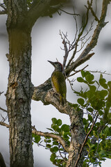 European Green Woodpecker