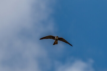 Eurasian Hobby flying