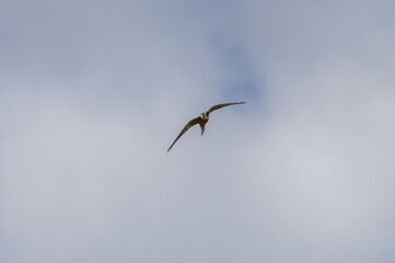 Eurasian Hobby in flight