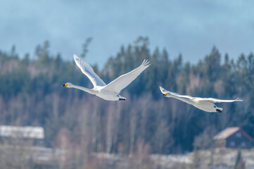 whoppwe swans in flight