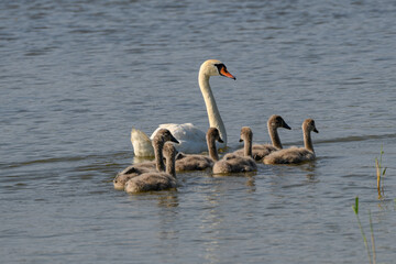 Mute swan with chicks