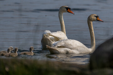 a pair of mute swan with chicks