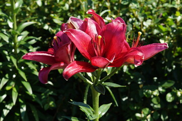 pink lily in the garden
