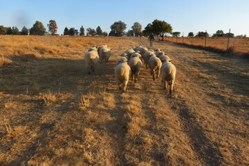 A closeup rear view photograph of a herd of beige colored sheep walking on a dry light brown winter's grass land landscape