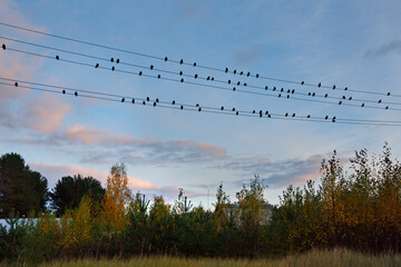 Russia. Republic of Karelia. A flock of starlings settled on electric wires in a dacha village on the shore of Lake Onega against the backdrop of a picturesque autumn sunset.