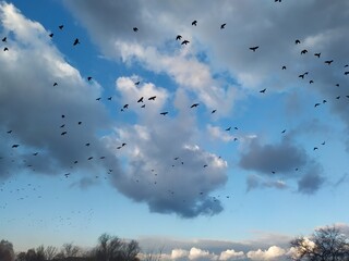 Early spring. A blue sky with a flock of crows hovering on it. The gorgeous juicy colors of the spring sky inspire the best. Air gentle clouds, clouds.