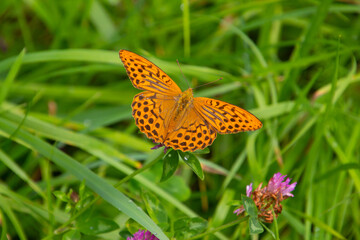 Silver-washed fritillary butterfly, also called Argynnis paphia or Kaisermantel