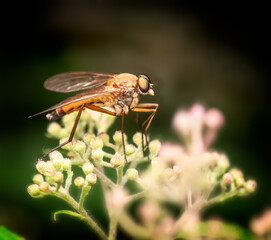 Macro of a robber fly