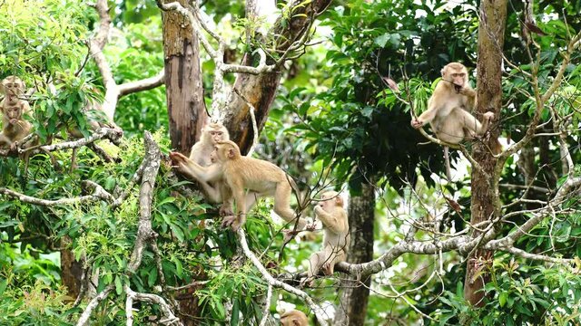 Beautiful footage of monkeys sitting on a tree in rainforest
