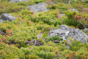 ライチョウと出会う