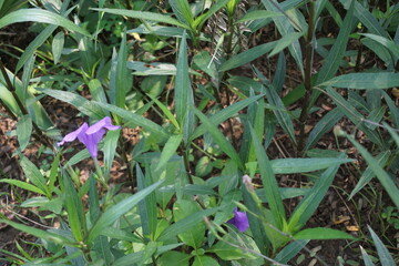 Ruellia simplex with a natural background