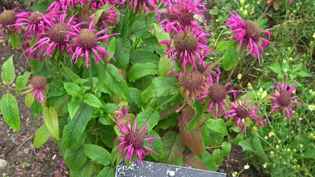 Medicinal herb. Monarda didyma (Scarlet beebalm) blooming in the garden