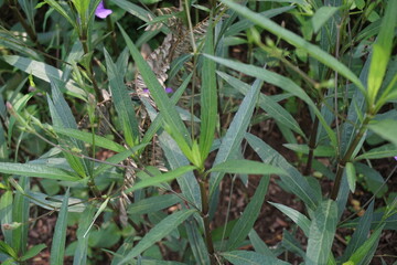 Fototapeta premium Ruellia simplex with a natural background