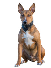 A young bull terrier sitting in front of camera. Portrait of a male dog, isolated on a white background.