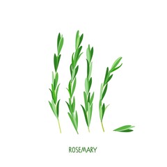 Fresh rosemary Sprigs isolated on awhite background. Herb plants for cooking and flavor. Healthy diet, vegetarian food. Flat vector organic vegetable. Culinary spices for cafe or restaurant menu.
