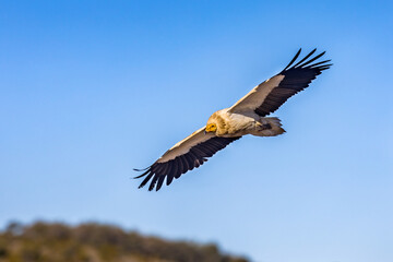 Egyptian vulture flying