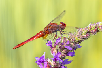 Scarlet dragonfly