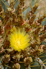 Huge yellow cactus flower surrounded by aggressive and protective spikes