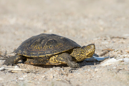 The turtle crawling on the sand. Desert animals, reptile.