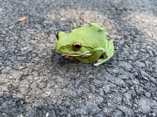 モリアオガエル